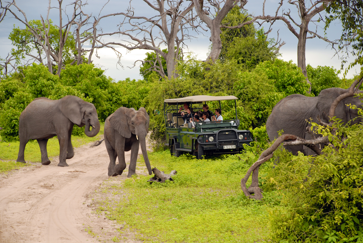 chobe