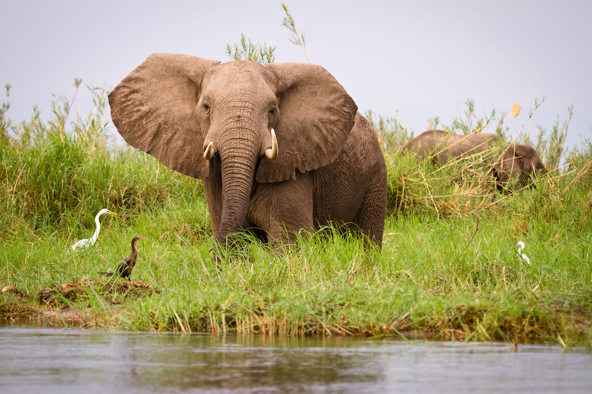 mana pools (3)
