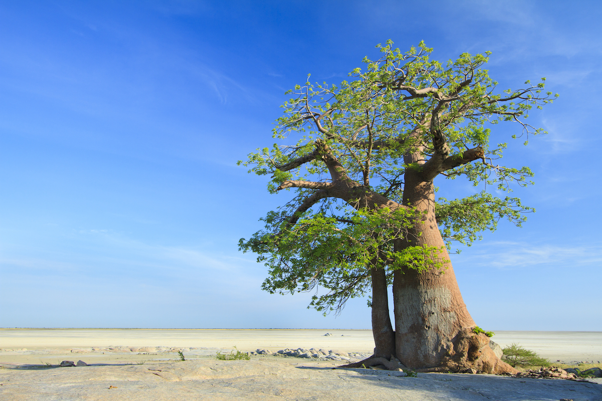 nxai makgadikgadi1